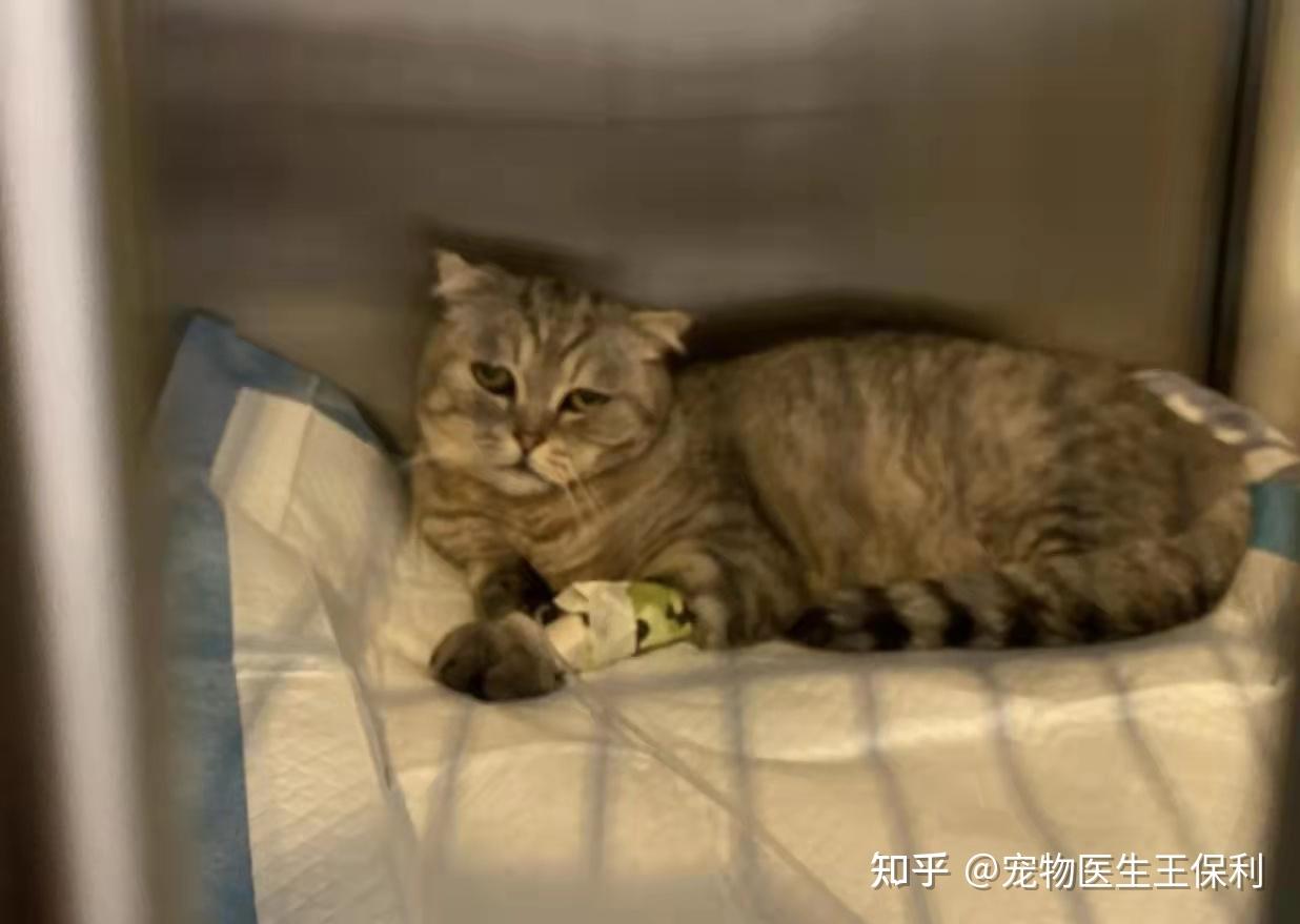 猫腹水怎么引起的有什么症状怎么治疗