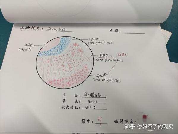 我的组胚红蓝铅笔绘图