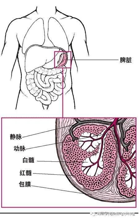 招飞体检常见异常:副脾和脾脏增大