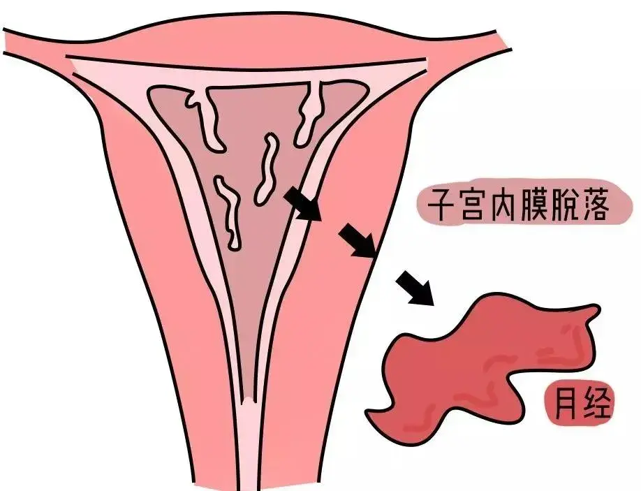 大姨妈期间啪啪不会怀孕这11个经期谣言你中了吗