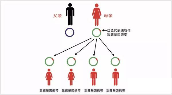 由于药物性耳聋基因12s rrna基因位于线粒体dna上,因此遗传方式为