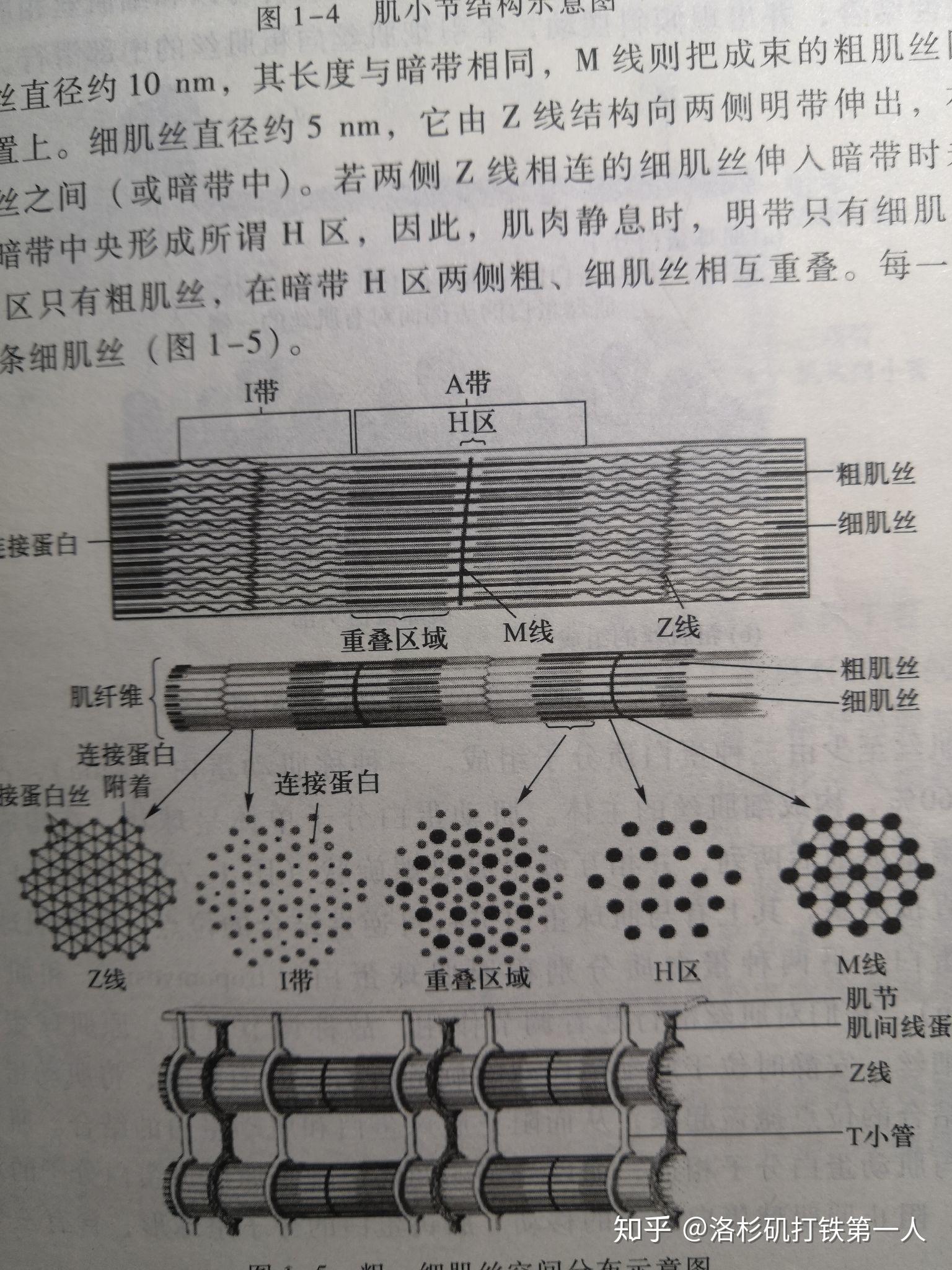 骨骼肌收缩时为何暗带长度不变h带变短