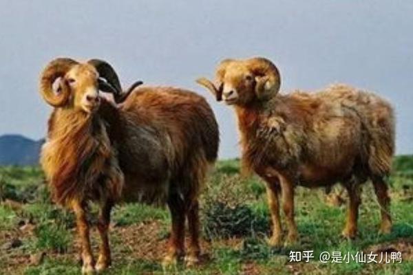 新疆阿勒泰大尾羊