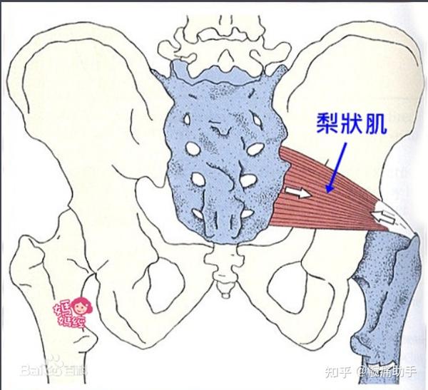 运动后屁股疼看看你是哪种情况山大二院殷庆丰教授怎么说