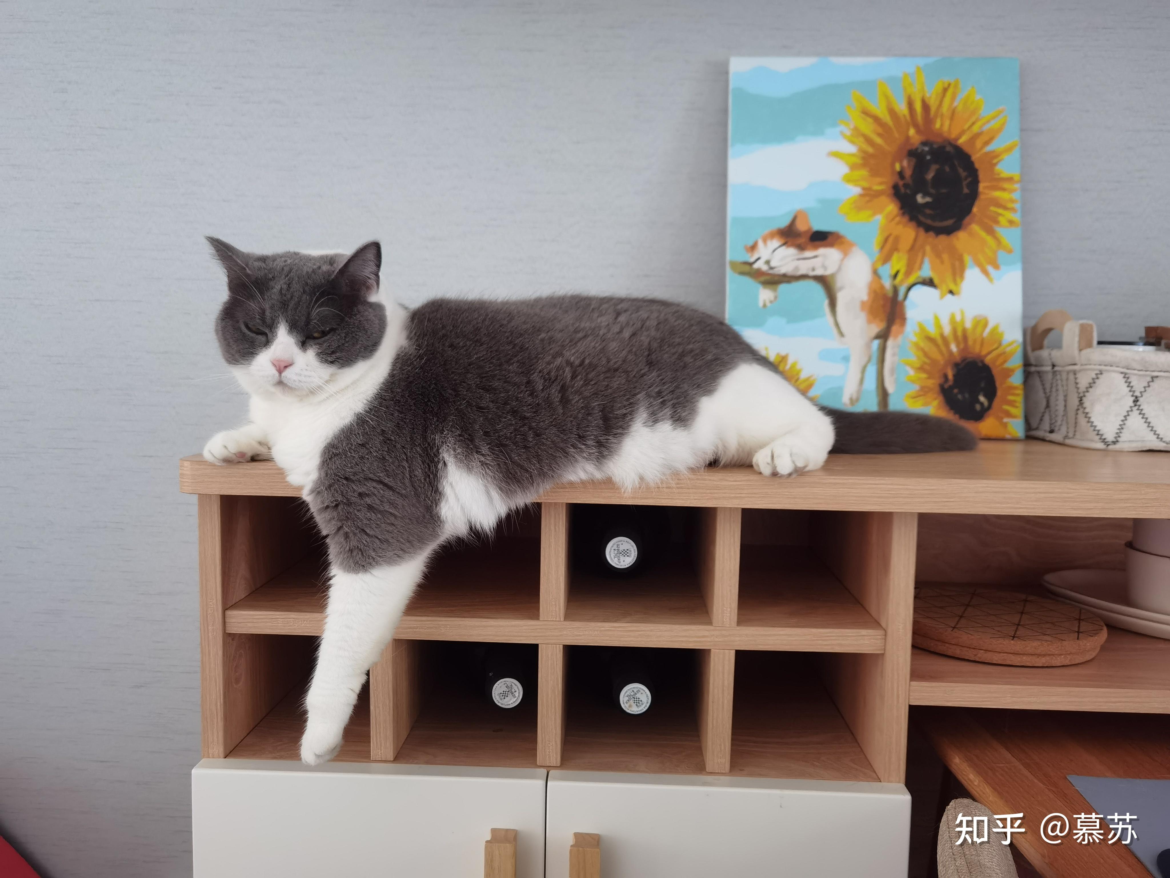 能晒一下你家猫咪慵懒的样子吗?