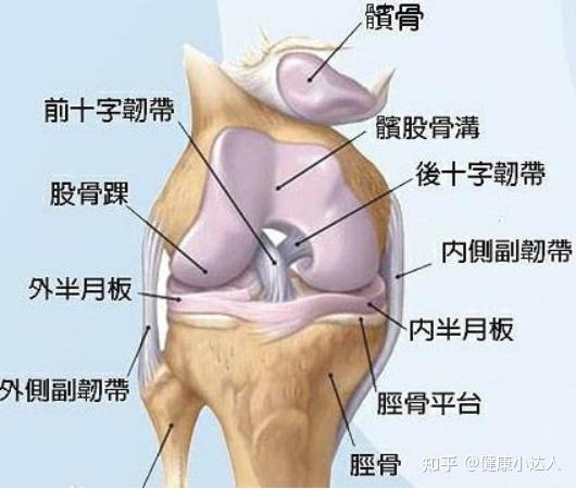 半月板损伤易伤骨间充质干细胞给关节润滑