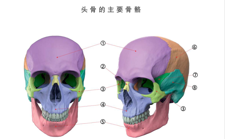 想做好人头,必须要对头部的结构和骨骼有个清晰的认识,今天分享些头部