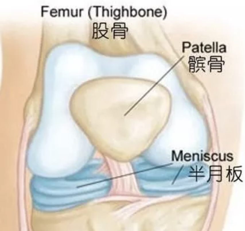 膝关节-半月板损伤