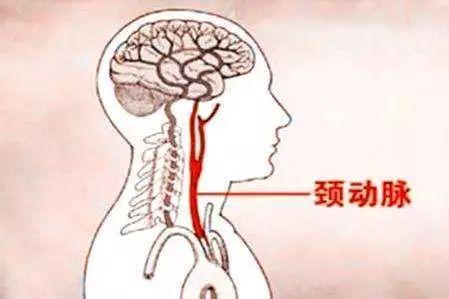 保险经纪人 人的脖子上有四根动脉负责向大脑输送血液,为大脑提供