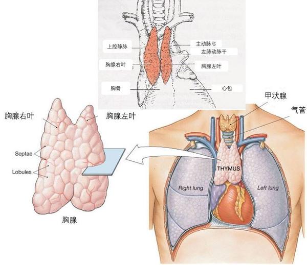 胸腺是免疫神经内分泌网络中的一个重要器官,由淋巴组织构成.