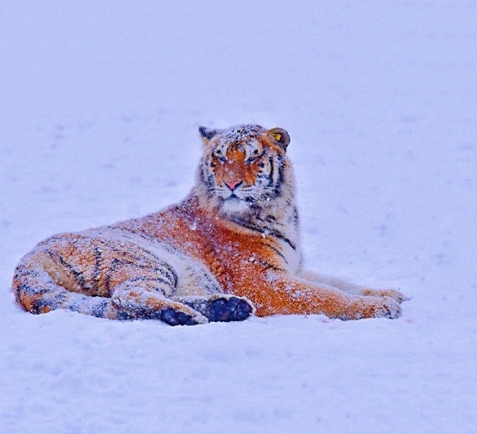 猛虎卧雪 知乎