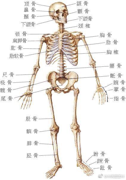 以上就是人体的全部骨头啦,除了206块骨头,全身还有六百多块肌肉
