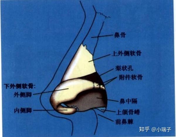 什么是真正的鼻综合手术2鼻部的美学标准和解剖构造