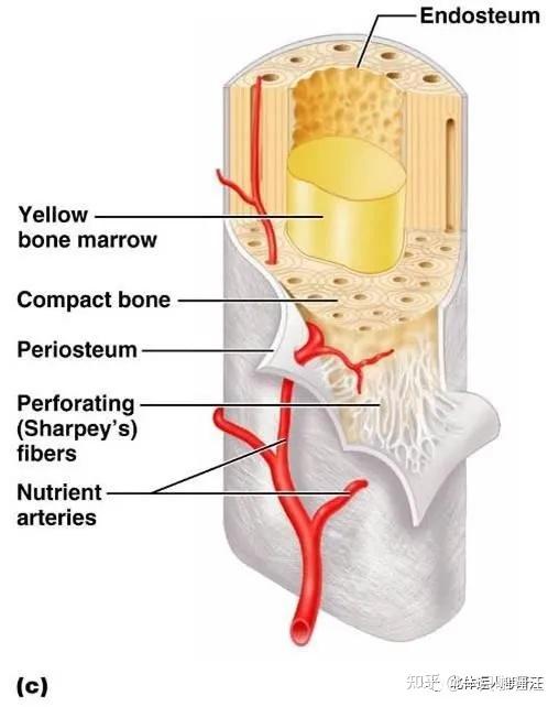 (2)骨内膜 由 薄层结缔组织构成,衬在 髓腔内面和骨松质间隙内,也