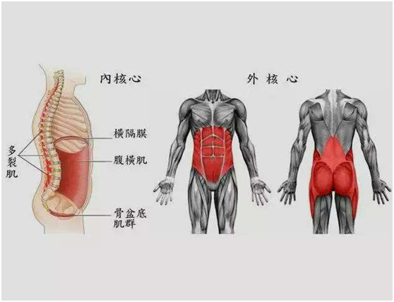 核心肌群包括:横肌,腹斜肌,腹直肌膈肌,盆底肌,多裂肌,回旋肌,横突间