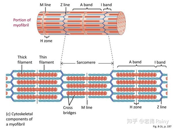 1.1 骨骼肌系统 (2) - 骨骼肌 宏微观结构