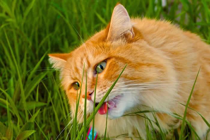 猫草——猫咪健康的秘密