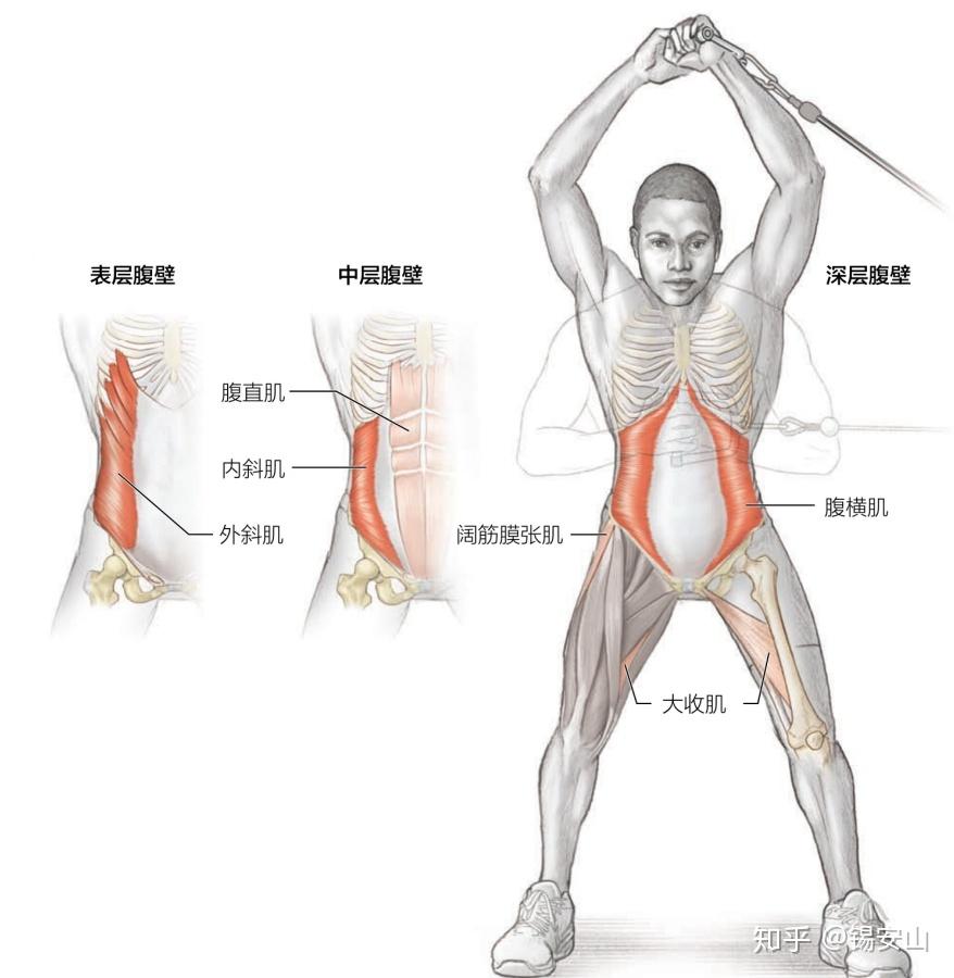 主要训练肌群:多裂肌,回旋肌,腹横肌,内斜肌,外斜肌.