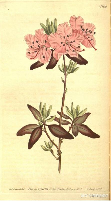 1803年,英国出版的《柯蒂斯植物学杂志》里,有兴安杜鹃的彩色手绘图