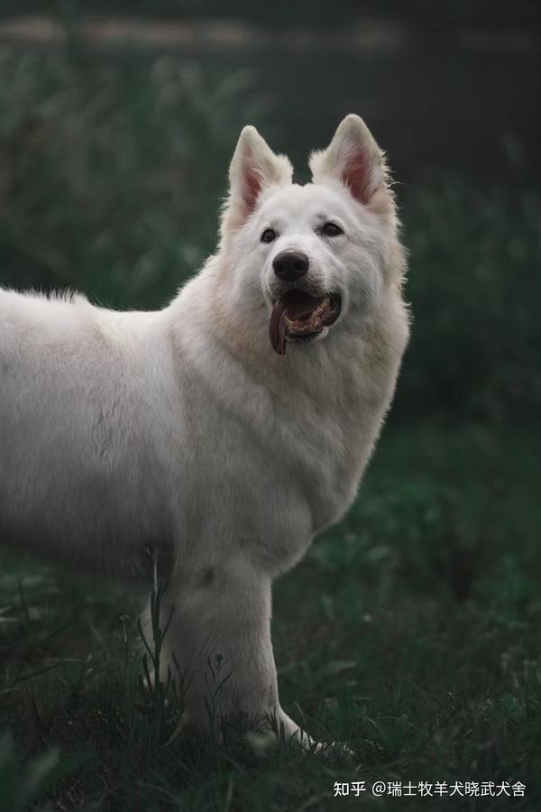 白色德牧瑞士牧羊犬