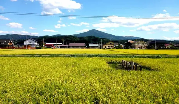 壁纸 成片种植 风景 植物 种植基地 桌面 720_420