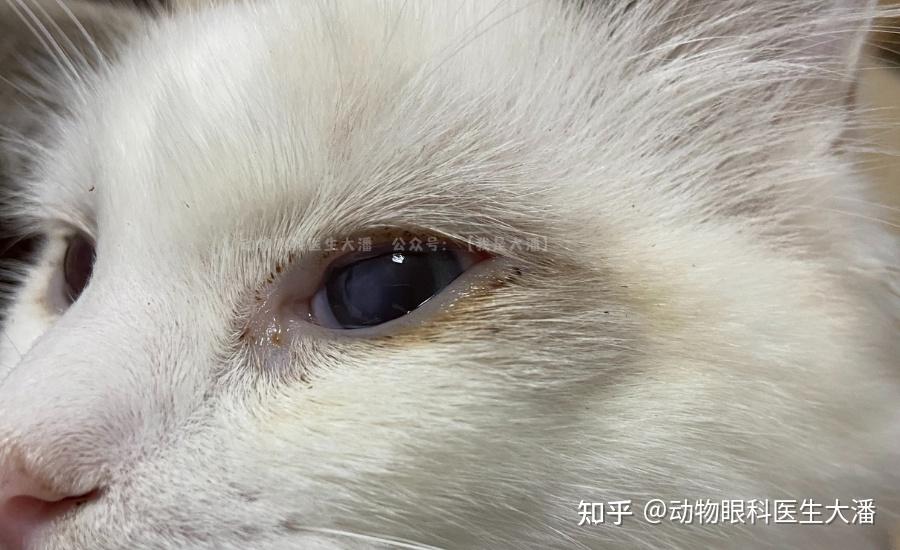 猫深层角膜溃疡眼睛溃疡穿孔的保守治疗