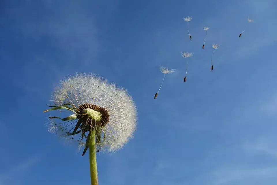 nature封面史上最小人造飞行器仅一粒沙子大小能搭载复杂集成电路