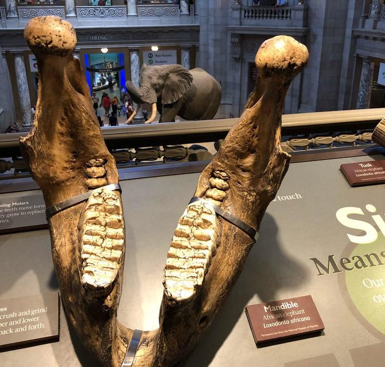口腔内还有宽宽的非洲象这是美国史密森自然历史博物馆展示的众所周知