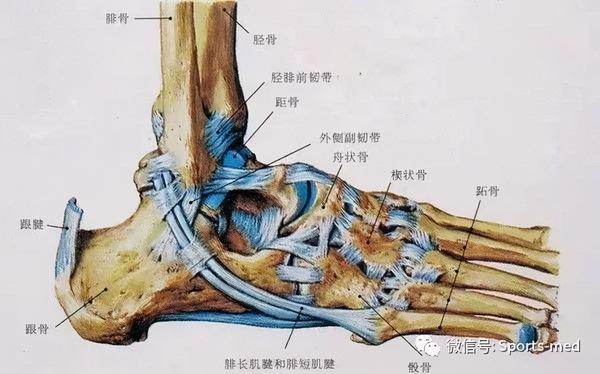 踝关节扭伤及软骨损伤的诊断及判断