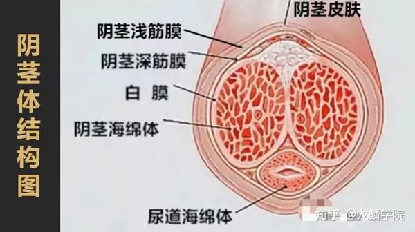 丁丁物理锻炼"增大增粗"锻炼方法分享