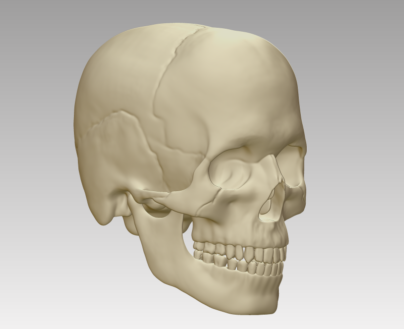 医学骷髅头颅3d模型下载obj,人头骨结构3d打印下载,骷髅头3d模型下载