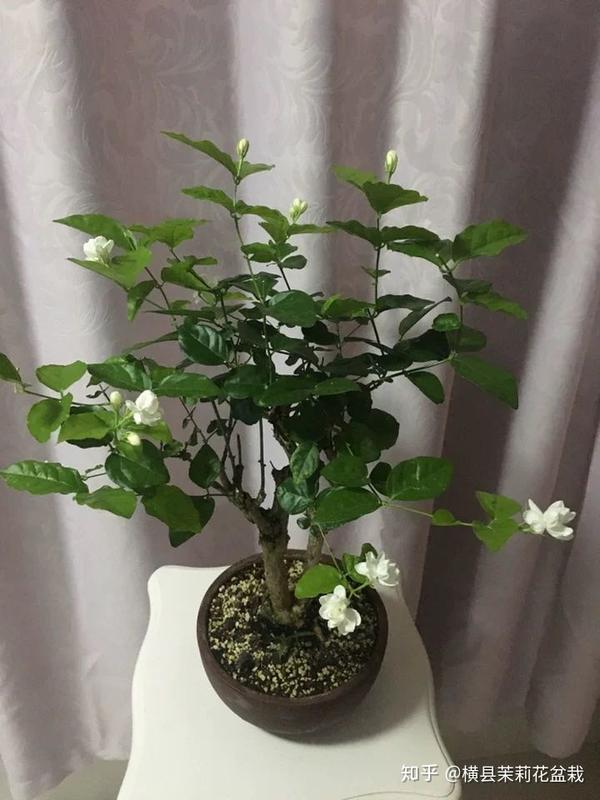 横县茉莉花盆栽老桩种植园