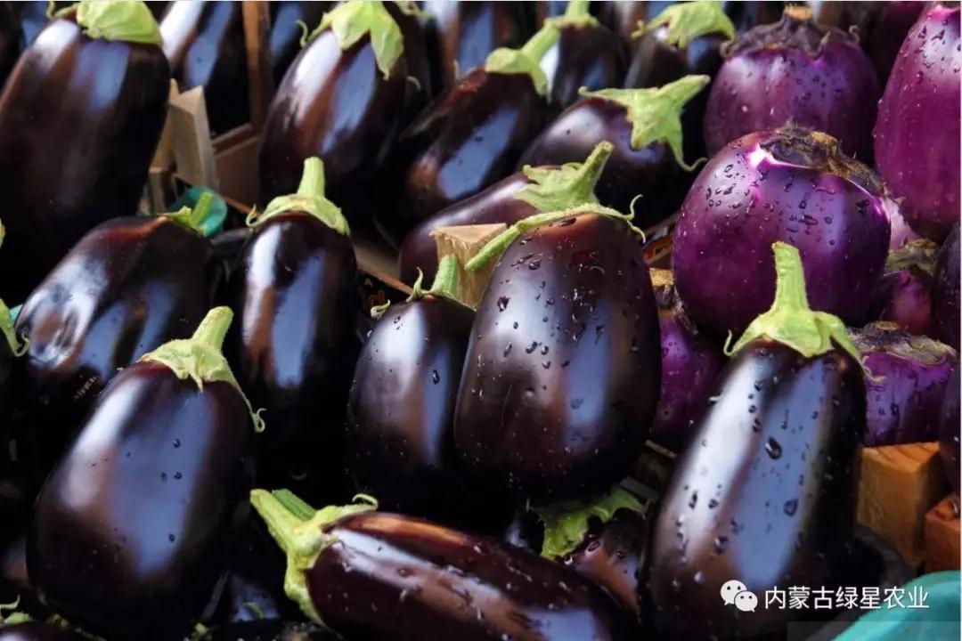 种植茄科蔬菜作物青枯病要早做预防