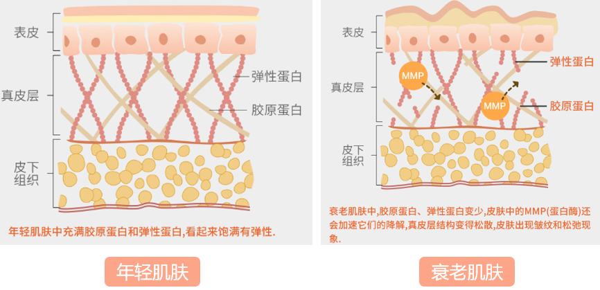 如何补充胶原蛋白和弹性蛋白