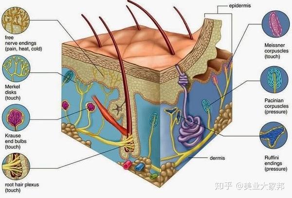 皮肤内分布许多神经纤维与末梢,负责感知触觉,压力,温度等信息