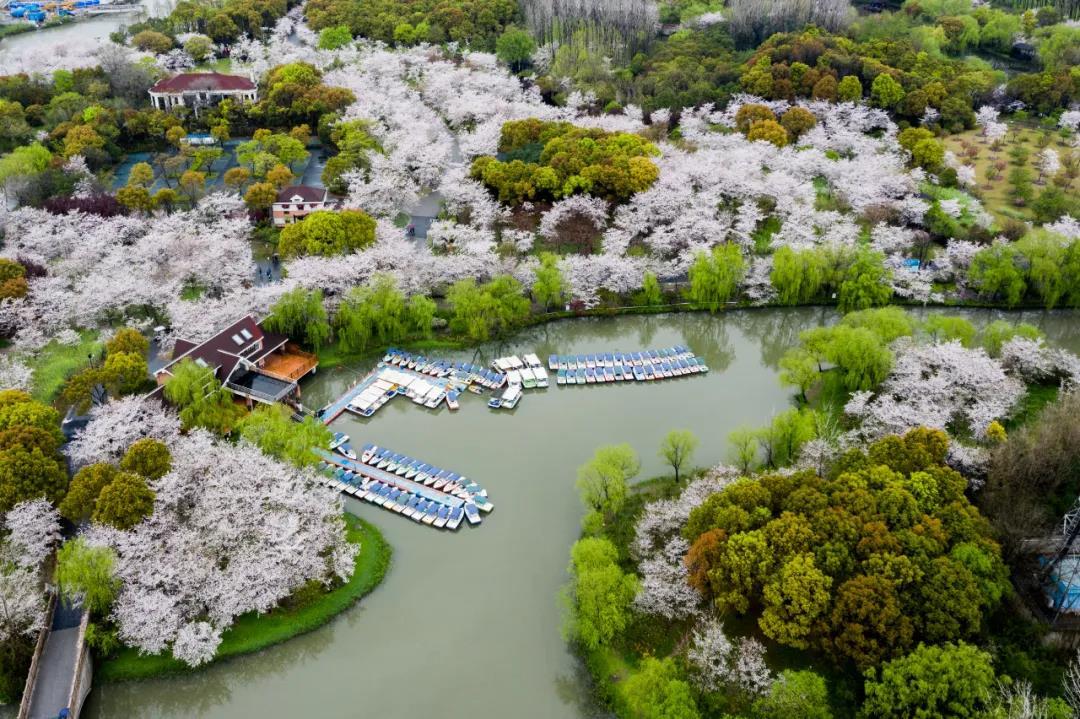 最新上海市宝山区顾村镇国土空间总体规划2035含近期2025年重点实施