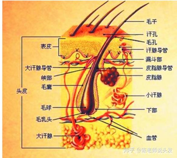 头发的成分