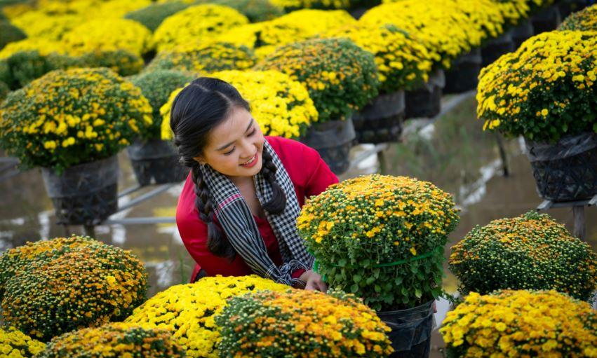 首发于春节小菊花 上海交通大学 项目管理硕士 整齐划一的菊花田里