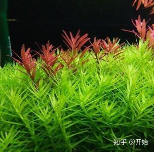 水族草缸入门小百科(6):新手水草介绍