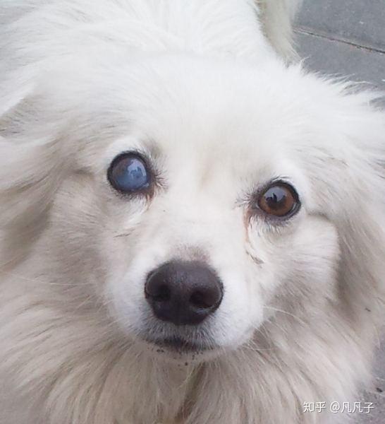 这样的说法是不对的, 狗狗眼睛变蓝有极大可能是蓝眼病的症状,与犬
