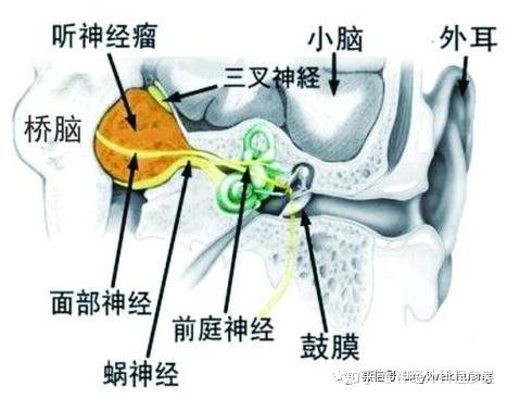 听神经 zhuanlan.zhihu.com