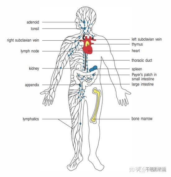 淋巴器官:包括中枢淋巴器官(胸腺和骨髓)及外周淋巴器官(淋巴结,脾和