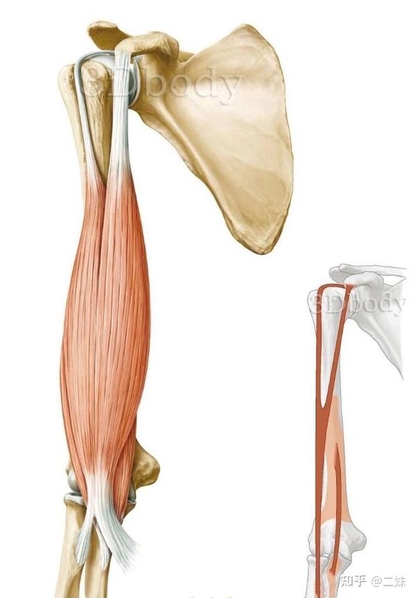 一天一点解剖学人体上肢肌群臂肌