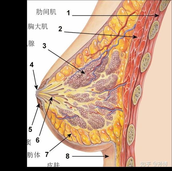 一,乳腺的解剖结构