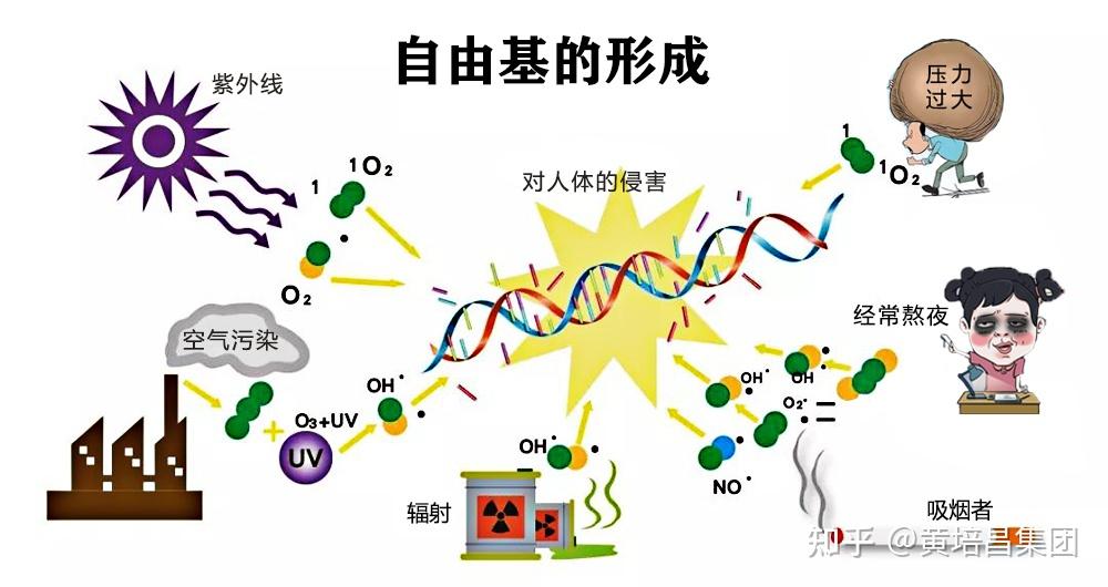 氢分子与人体内万恶之源的自由基