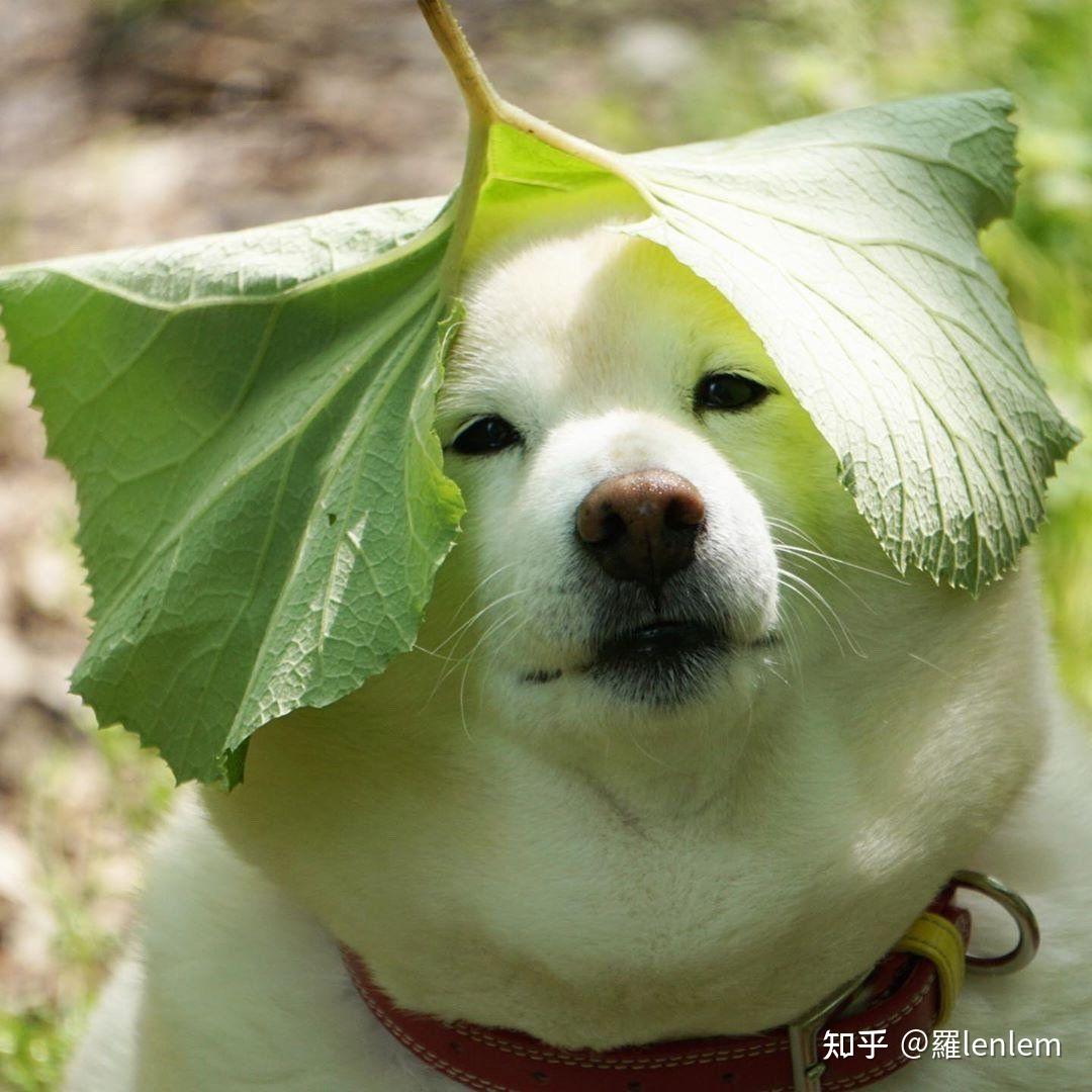 有没有代表心情很愁的表情包