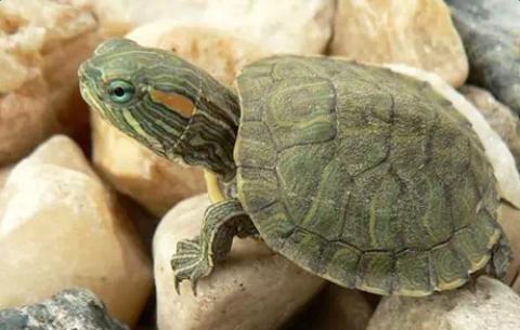 巴西龟为什么不能放生——巴西龟怎么养必知的8个要点