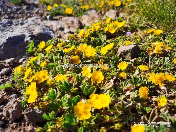 ↘大片的小黄花,开满山头,公路旁.