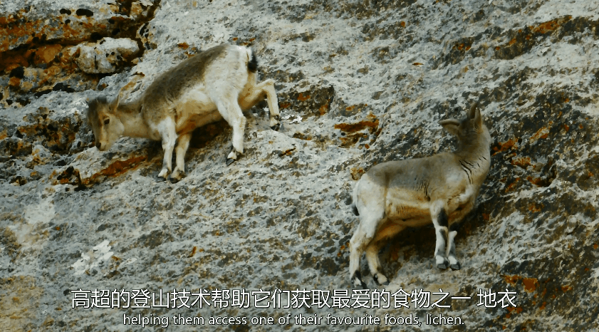 「西藏小百科」攀岩顶尖高手-岩羊