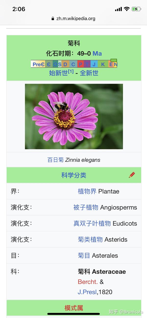 有单子叶的菊科植物吗?